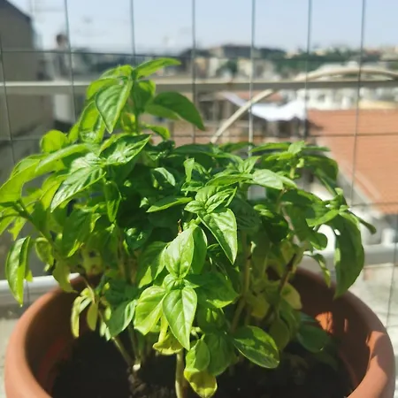 The Philosopher's Roof *